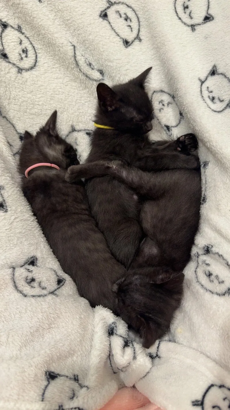 A young medium-sized female Black Domestic Short Hair cat named Gas Cap for adoption in Aurora, CO