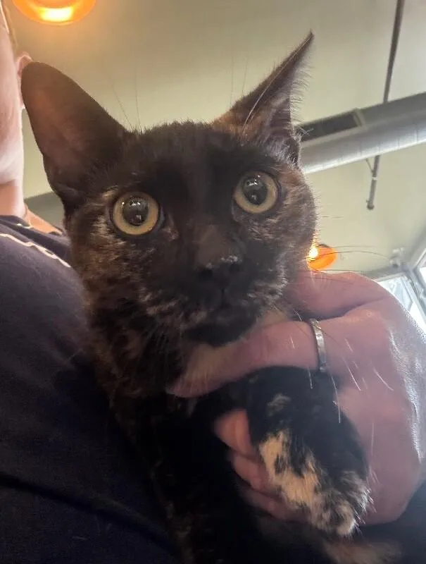 An adult medium-sized female Tortoiseshell Domestic Short Hair cat named Pepper for adoption in Grand Rapids, MI