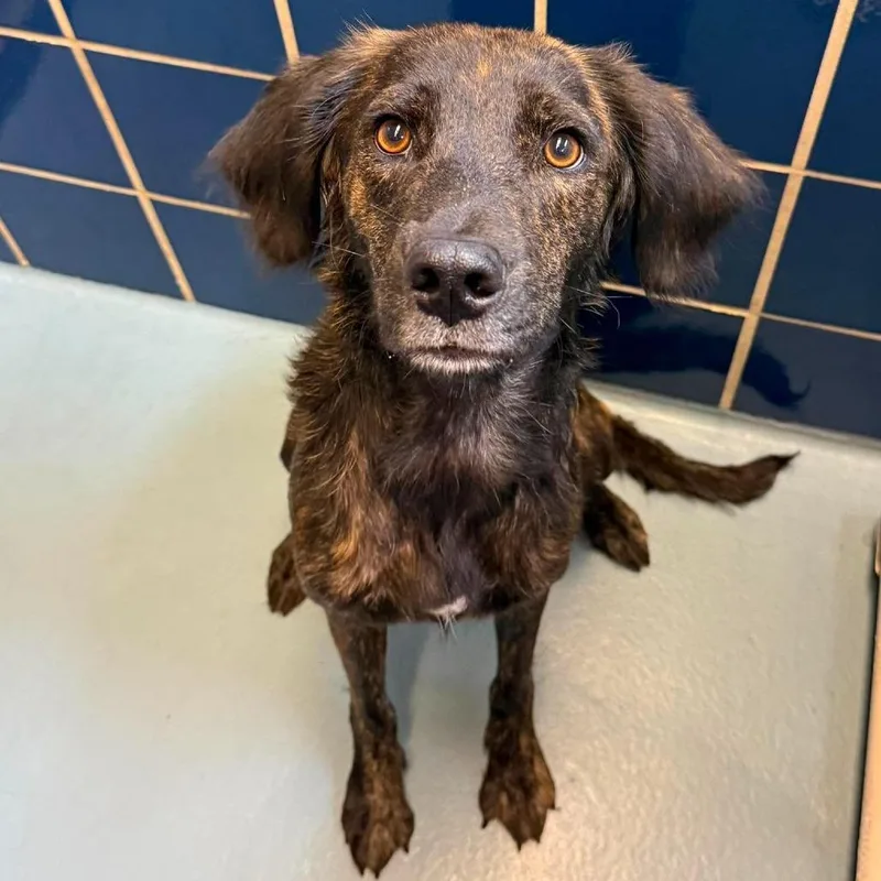 An adult medium-sized female Brindle Labrador Retriever dog named Flower for adoption in Tacoma, WA