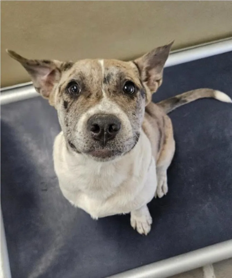 A baby large-sized male Labrador Retriever dog named Buttery for adoption in Sedalia, CO