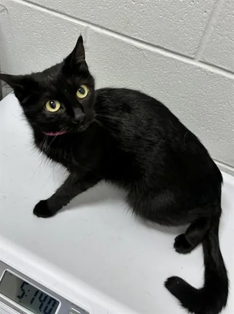 A young medium-sized female Domestic Medium Hair cat named Robin for adoption in Upper Marlboro, MD