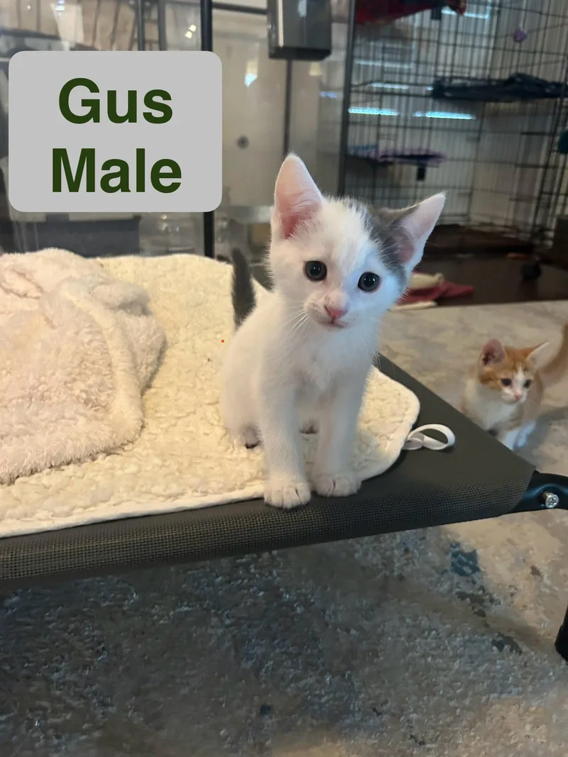 Gus