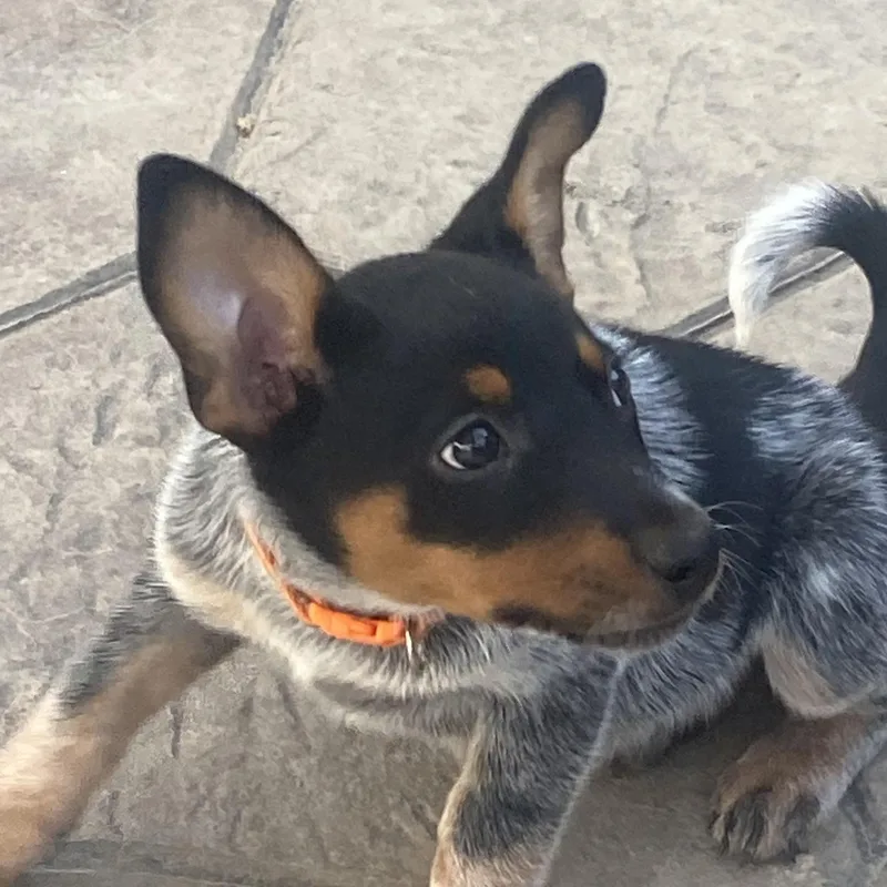 A baby medium-sized female Tricolor (Brown, Black, & White) Australian Cattle Dog / Blue Heeler dog named Reba for adoption in Richmond, VA