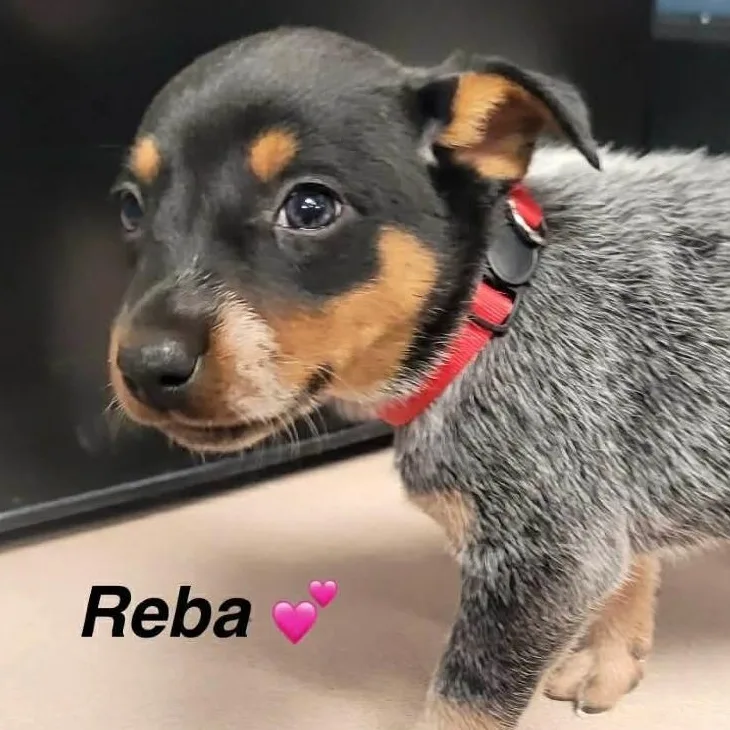 Reba thumbnail 5