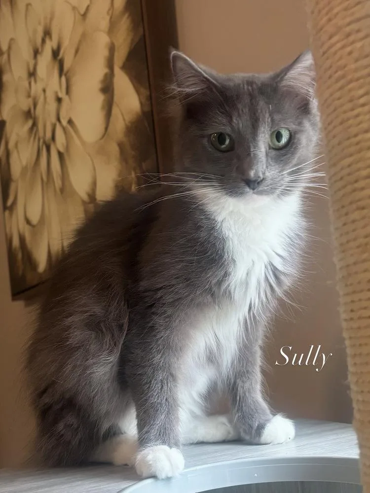 An adult medium-sized male Gray / Blue / Silver Domestic Medium Hair cat named Sully for adoption in Burlington, NC