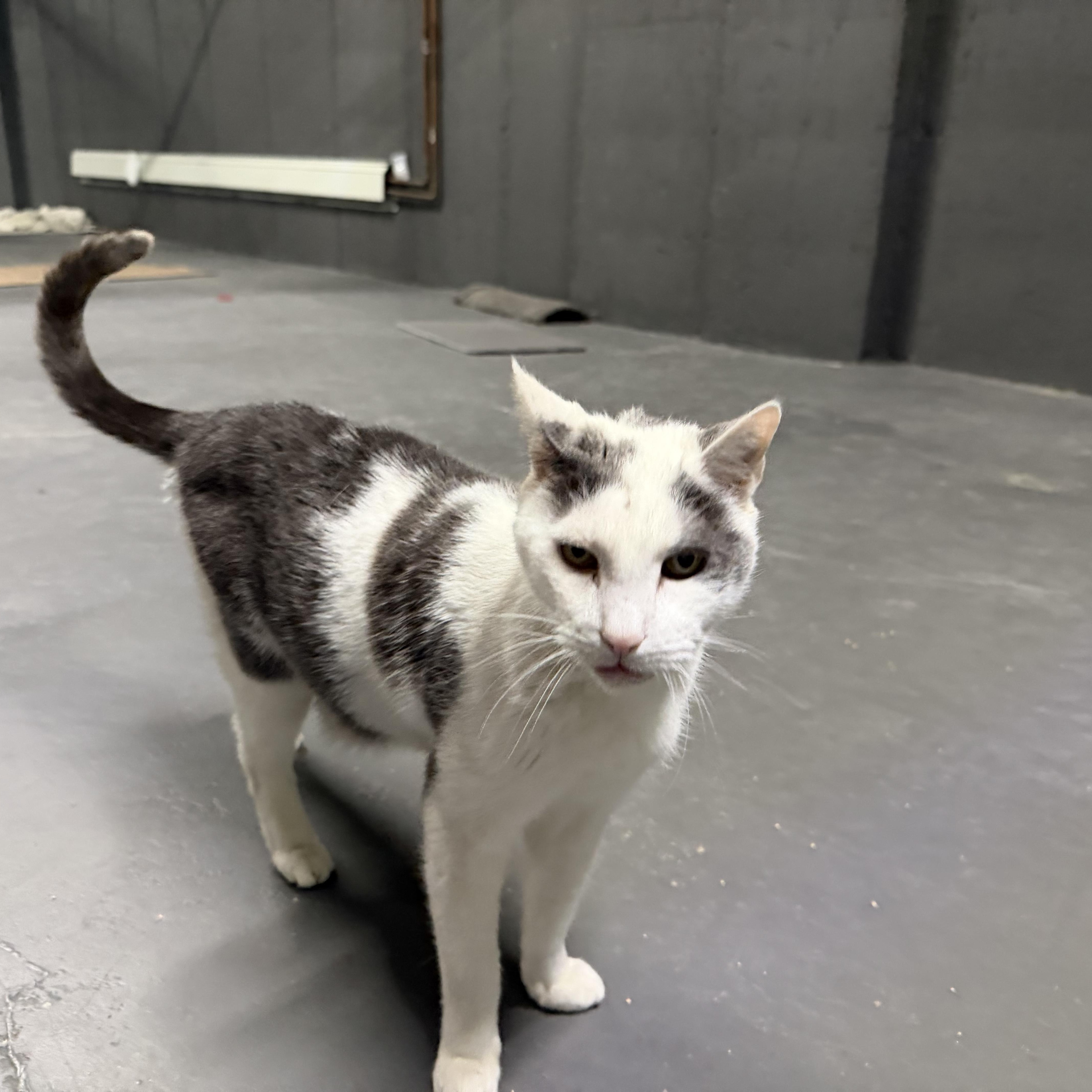 An adult medium-sized male Gray & White Domestic Short Hair cat named Pancho for adoption in Flushing, NY