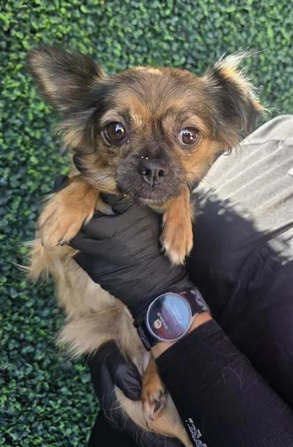 An adult small-sized female Brown / Chocolate Mixed Breed dog named 61397900 for adoption in El Paso, TX