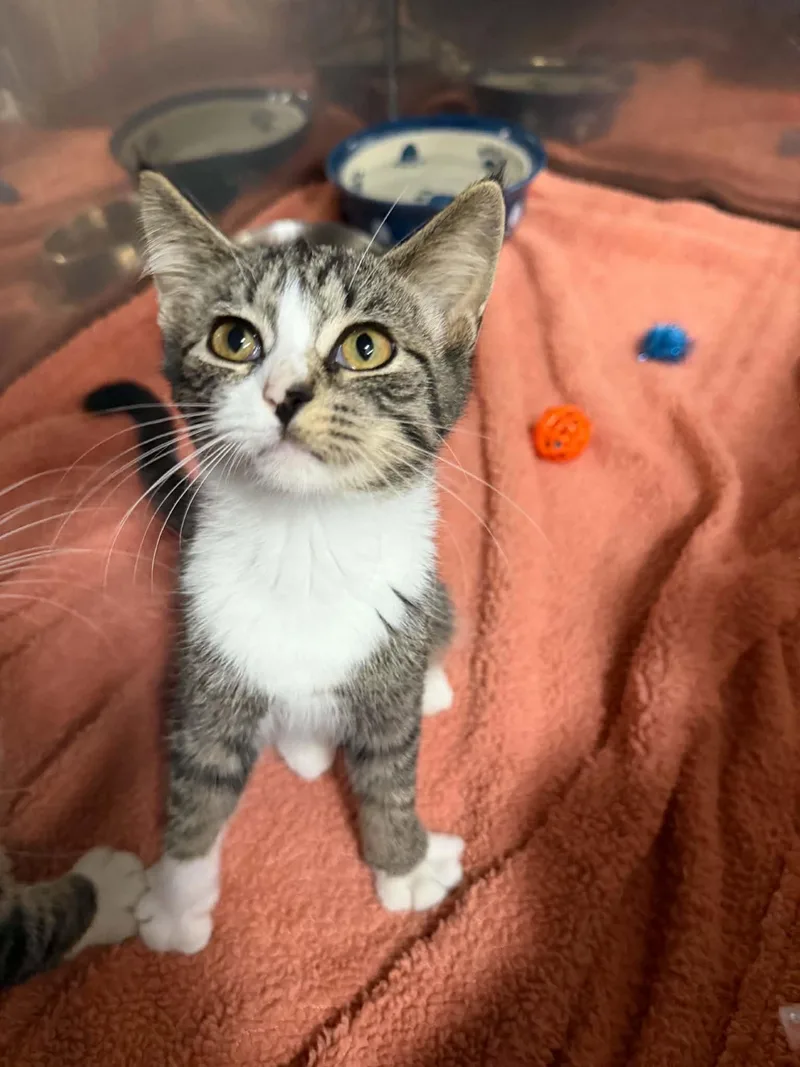 A baby medium-sized female Tabby (Brown / Chocolate) Domestic Short Hair cat named Tickles for adoption in Martinsville, IN