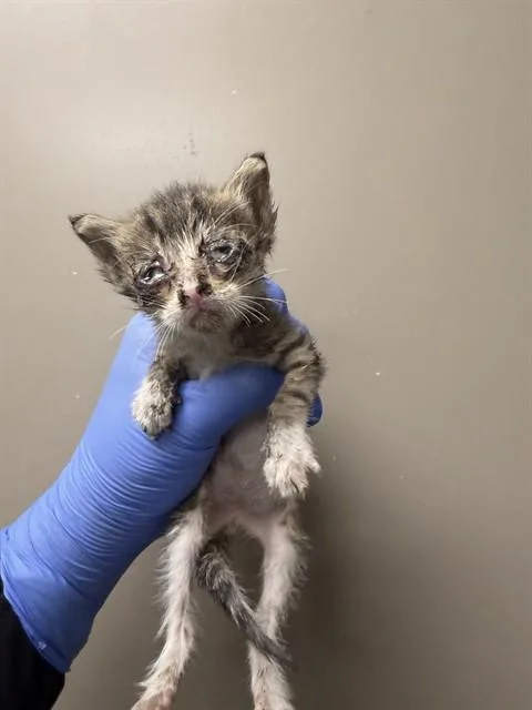 A baby small-sized female Domestic Short Hair cat named Willow for adoption in Ontario, CA