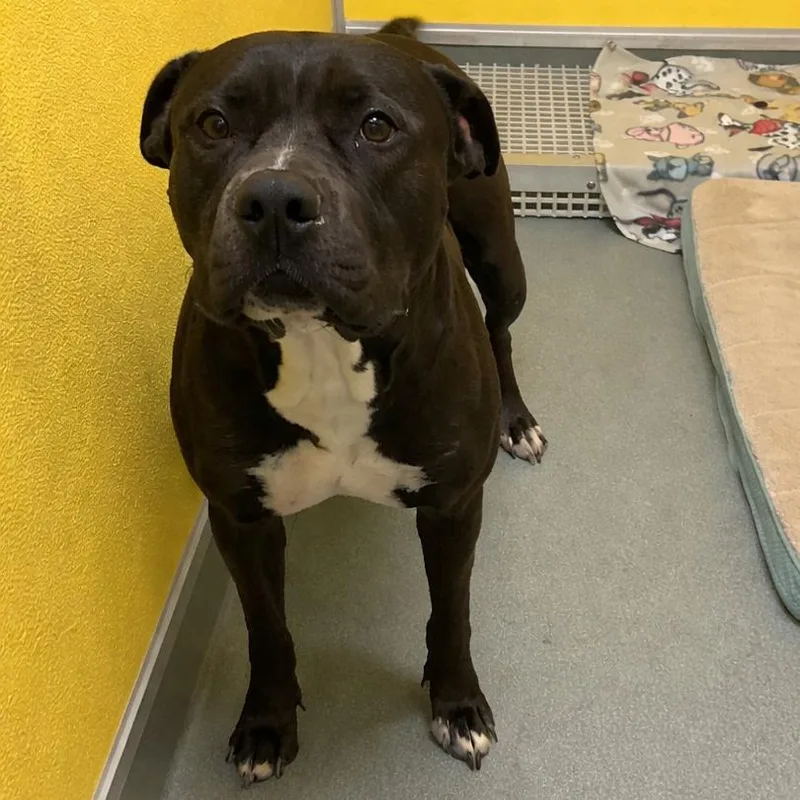 A young large-sized female Black Pit Bull Terrier dog named Zola for adoption in Elizabeth City, NC
