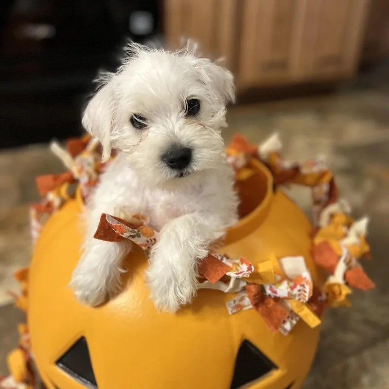 A baby small-sized male White / Cream Miniature Schnauzer dog named Apollo for adoption in Wadena, MN