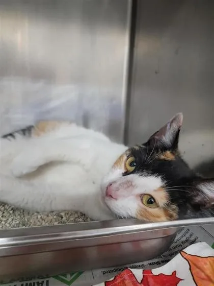 An adult medium-sized female Domestic Short Hair cat named Stella for adoption in Largo, FL