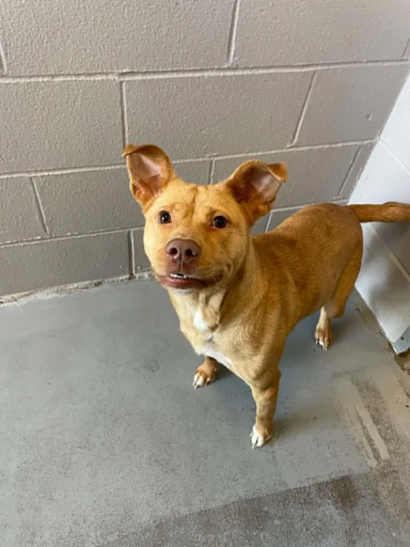 An adult medium-sized female Mixed Breed dog named Tippie Toes for adoption in Bishopville, SC