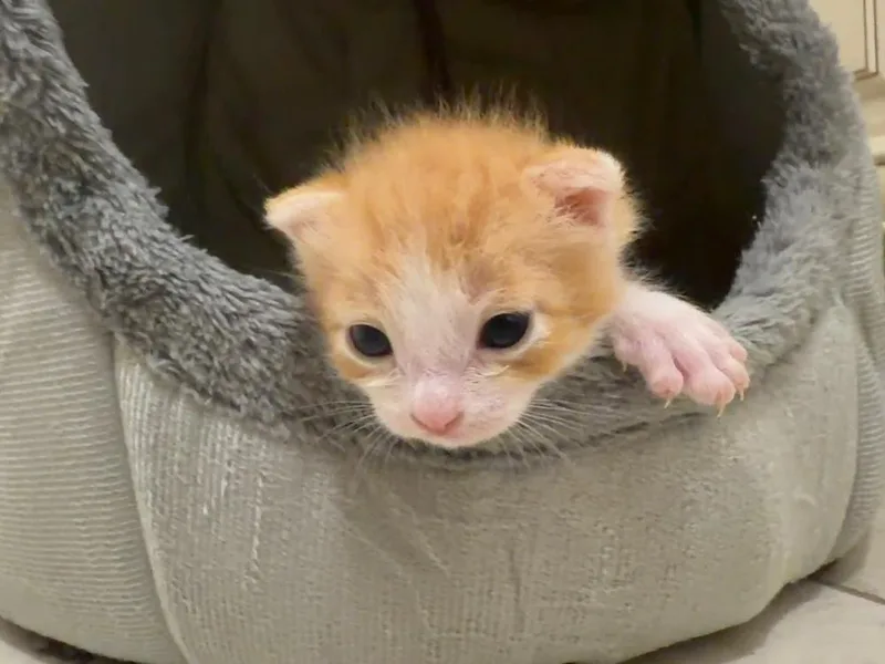 A baby small-sized male Orange & White Domestic Short Hair cat named Tyson for adoption in DELTONA, FL