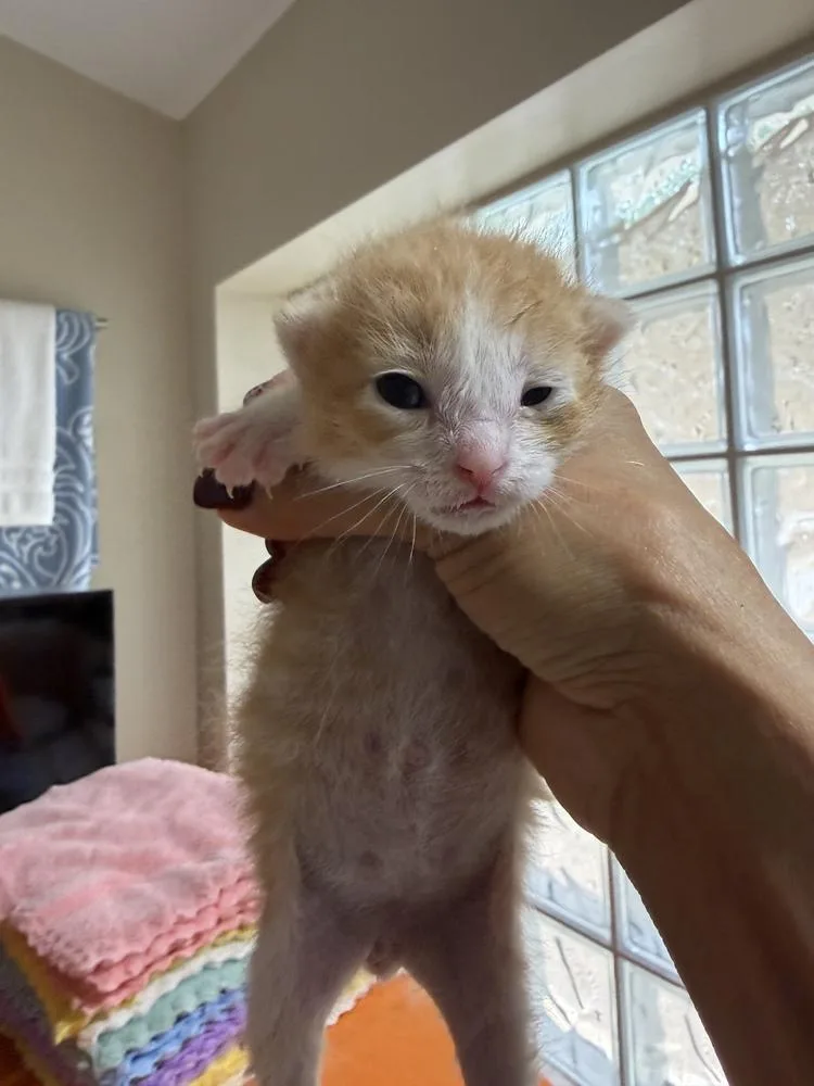 Tyson thumbnail 2