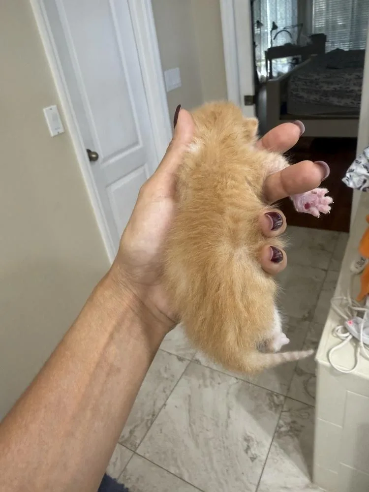 Tyson thumbnail 3