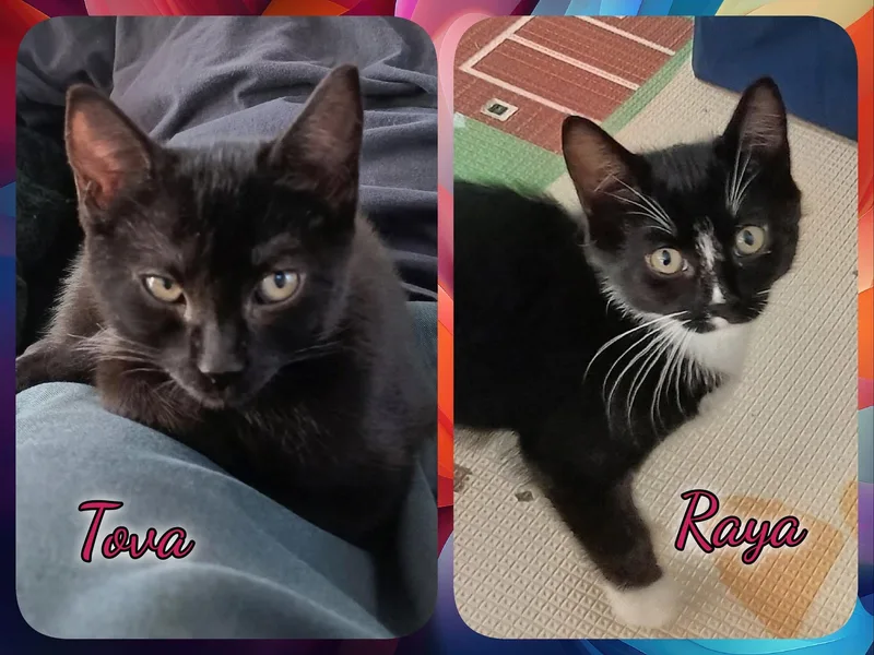 A baby medium-sized female Black & White / Tuxedo Domestic Short Hair cat named Raya & Tova for adoption in Corinth, NY