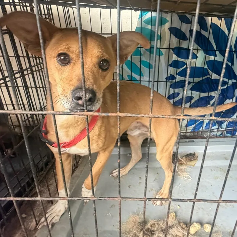An adult small-sized male Yellow / Tan / Blond / Fawn Mixed Breed dog named Matrix for adoption in Columbus, GA