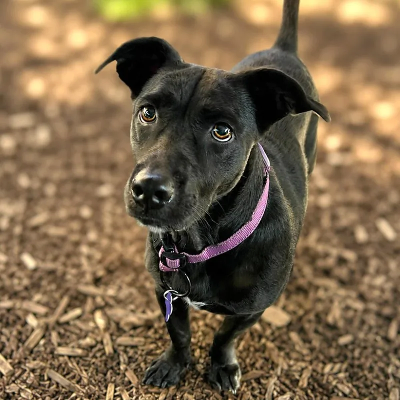 An adult medium-sized female Black Labrador Retriever dog named Matilda for adoption in Boerne, TX