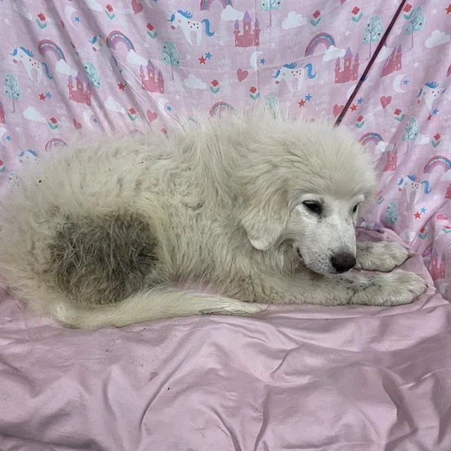 A baby small-sized female Great Pyrenees dog named A for adoption in Modesto, CA