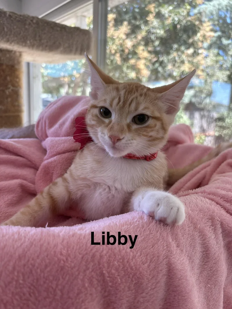 A baby medium-sized female Tabby (Orange / Red) Tabby cat named Libby for adoption in Oakley, CA