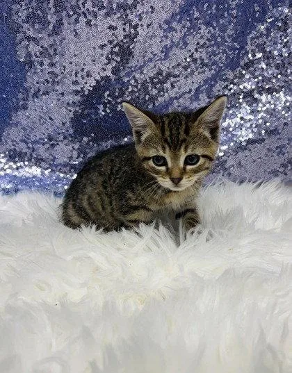 A young medium-sized male Domestic Short Hair cat named Jude for adoption in Clarkesville, GA