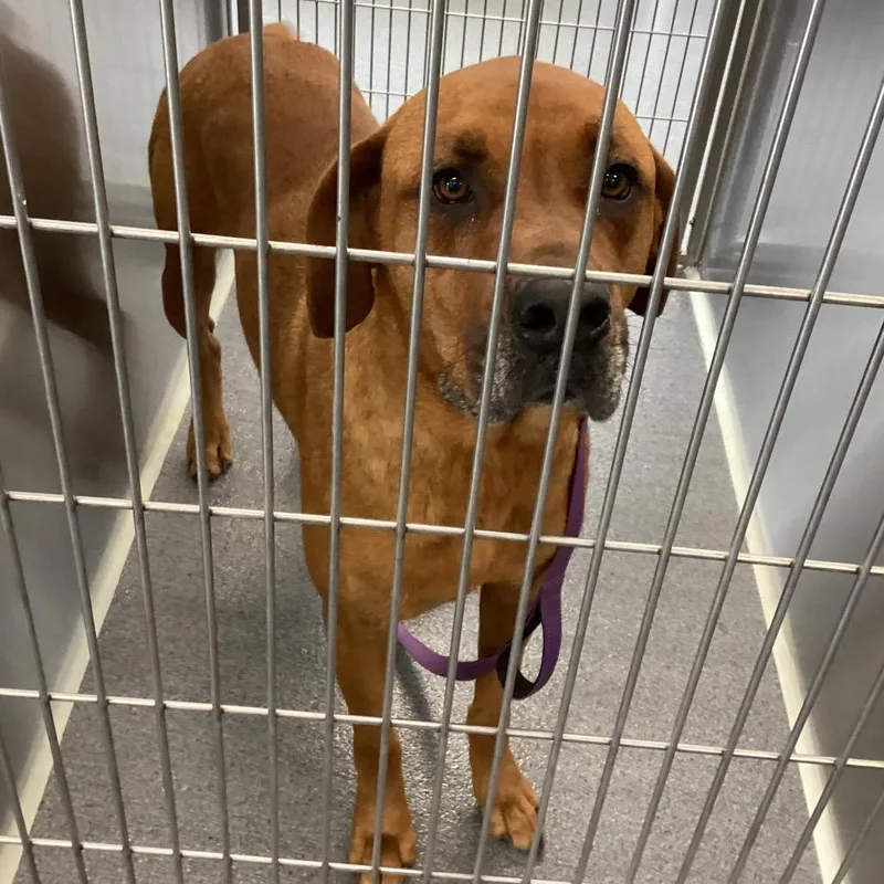 An adult large-sized male Red / Chestnut / Orange Mixed Breed dog named Baron for adoption in Montgomery, AL