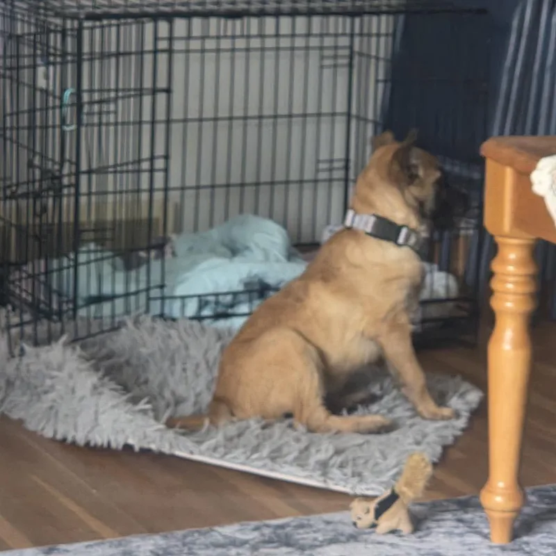 A baby small-sized female Black Mixed Breed dog named Chipmunk for adoption in Buffalo, MN