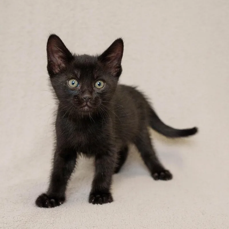 A baby small-sized male Black Domestic Short Hair cat named Hubbard for adoption in Sunnyvale, CA
