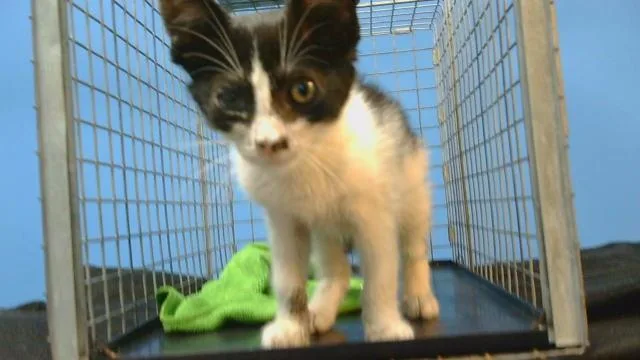 A baby small-sized male Domestic Short Hair cat named Sonic for adoption in Downey, CA