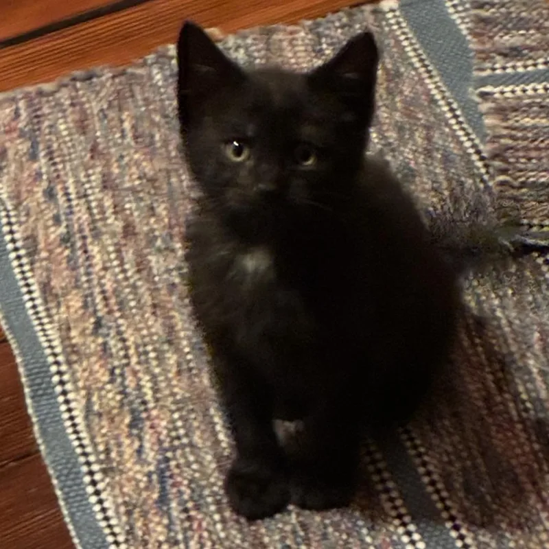 A baby small-sized male Black Domestic Short Hair cat named Rubber Ducky for adoption in Normal, IL