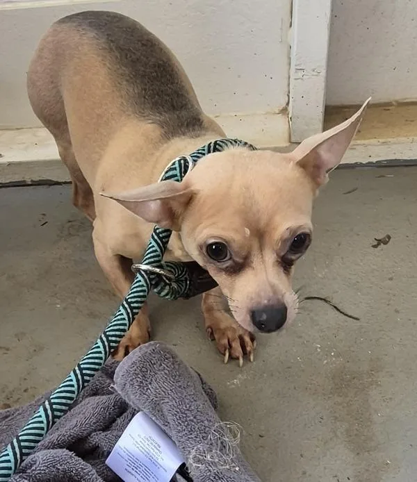 An adult small-sized male Chihuahua dog named Pen for adoption in Lawrenceville, GA