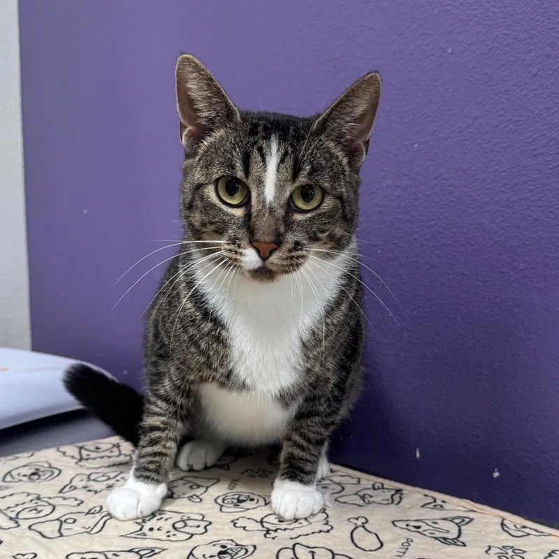 An adult medium-sized female Brown / Chocolate Domestic Short Hair cat named Shania for adoption in Englewood, FL