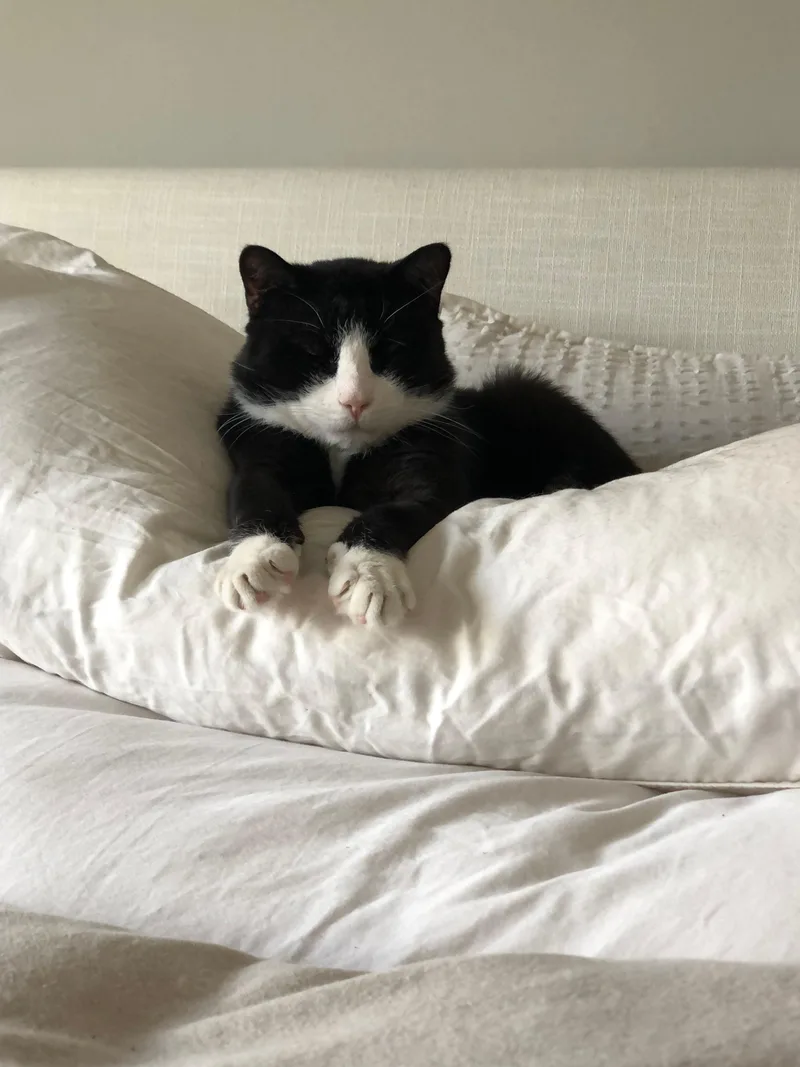 An adult medium-sized male Domestic Short Hair cat named Stanley for adoption in Melrose, MA