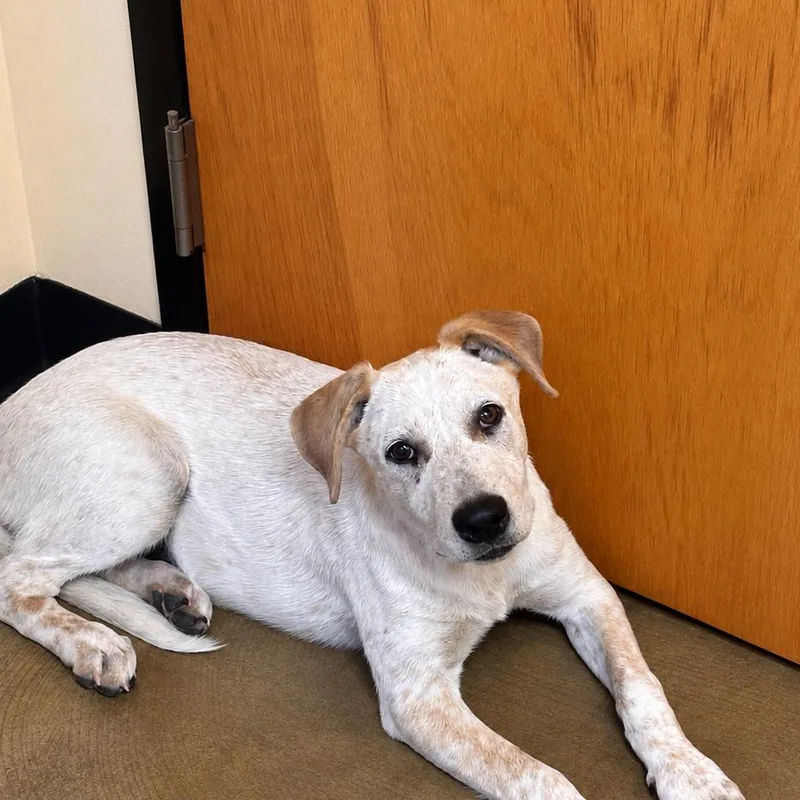 A baby medium-sized female White / Cream Mixed Breed dog named Bonnie for adoption in Corinth, MS
