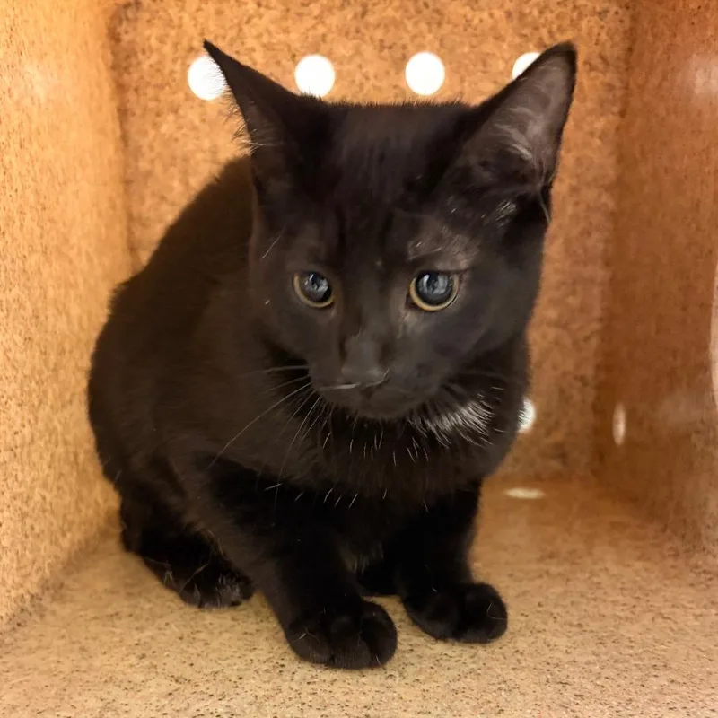 A baby small-sized female Black Domestic Short Hair cat named Muffin Fluff for adoption in Philadelphia, PA