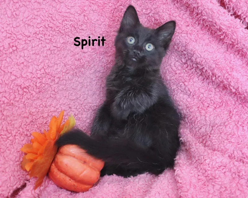 Spirit