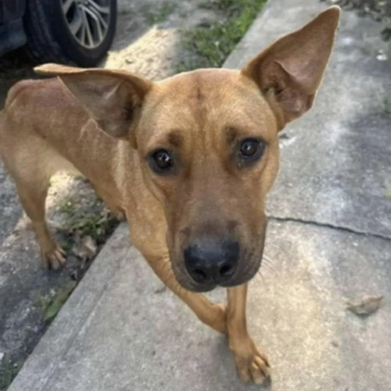 A young small-sized female Golden Mixed Breed dog named Lucky for adoption in West Palm Beach, FL