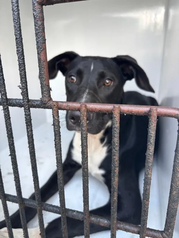 An adult medium-sized male Black Labrador Retriever dog named Flash for adoption in Mobile, AL