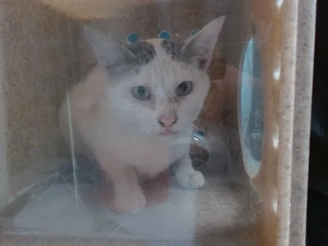 An adult medium-sized male Domestic Short Hair cat named Kyle for adoption in Albuquerque, NM