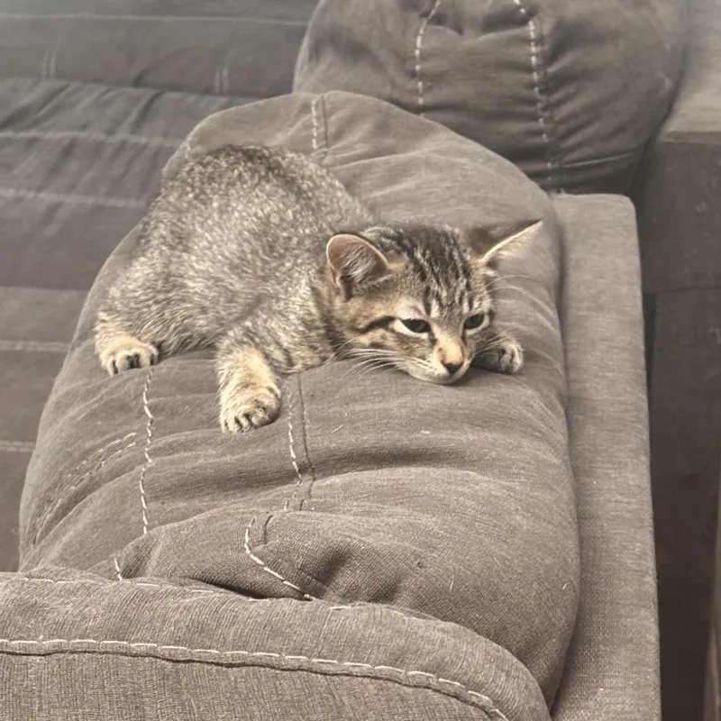 Mochi thumbnail 6