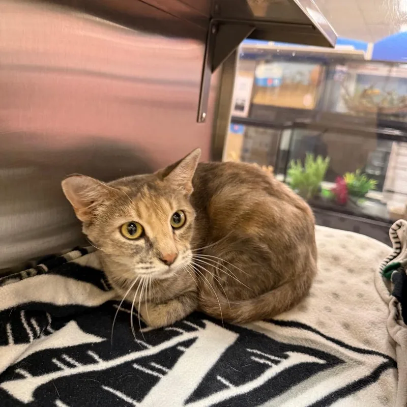 An adult small-sized female Torbie Domestic Short Hair cat named Lulu Belle for adoption in Hemet, CA