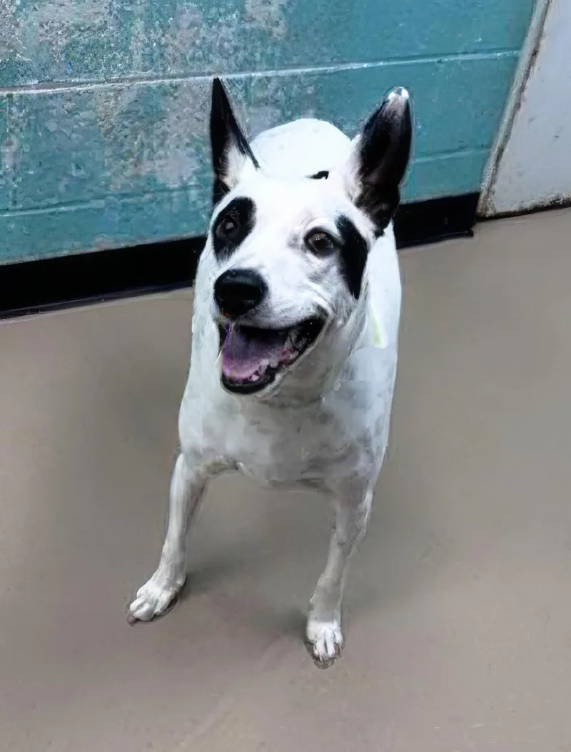 An adult medium-sized male Black Mixed Breed dog named Tonto for adoption in Nashville, TN