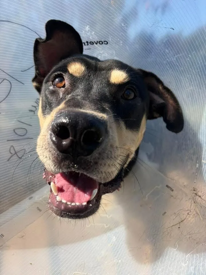 An adult medium-sized male Labrador Retriever dog named Clellan for adoption in Chicago, IL