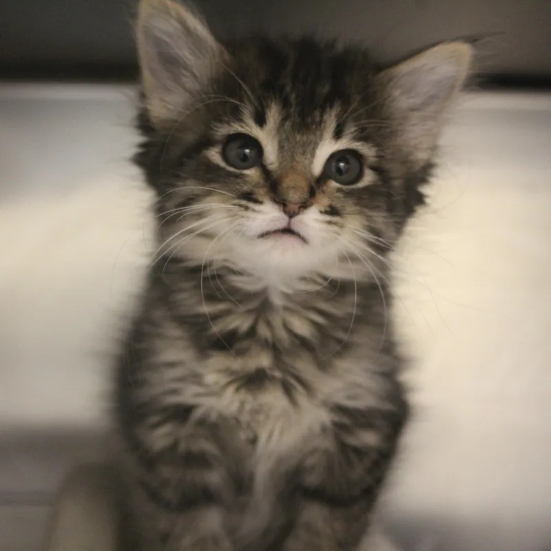 A baby medium-sized female Tabby (Brown / Chocolate) Domestic Short Hair cat named Georgia for adoption in Yucca Valley, CA