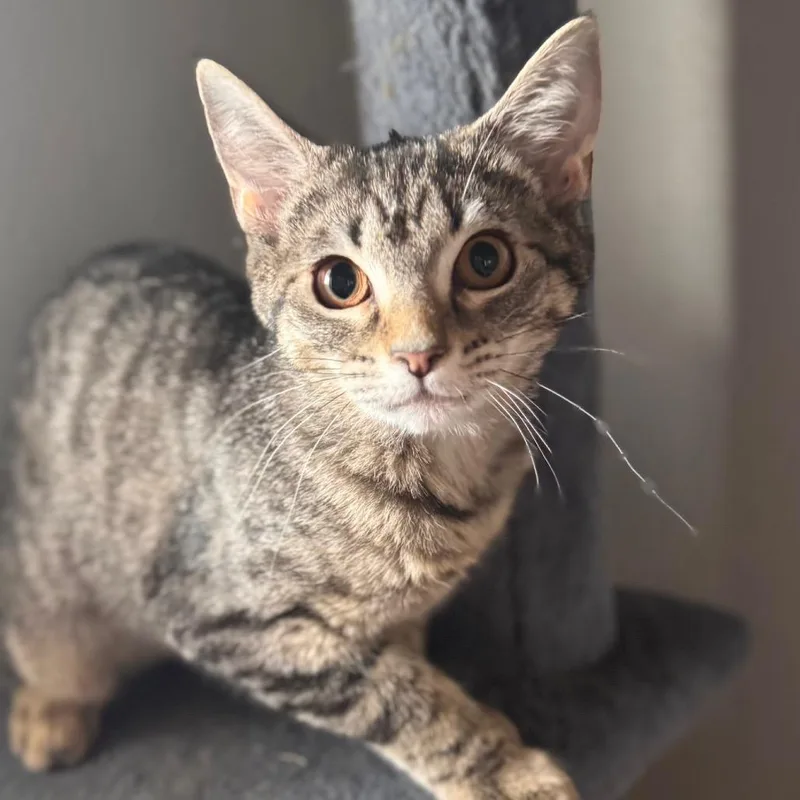 A baby small-sized female Brown / Chocolate Domestic Short Hair cat named Katarina for adoption in TITUSVILLE, FL