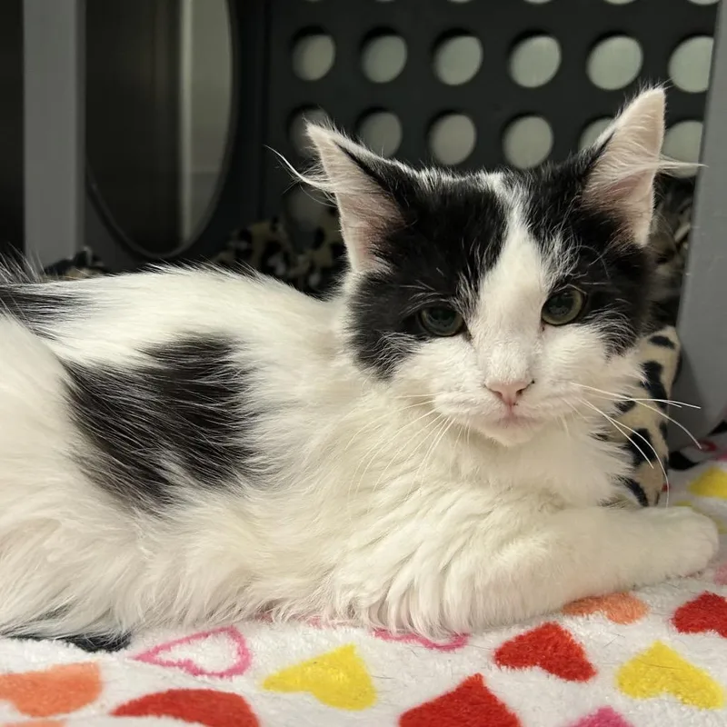 A baby small-sized male White Domestic Medium Hair cat named Dash for adoption in Keizer, OR