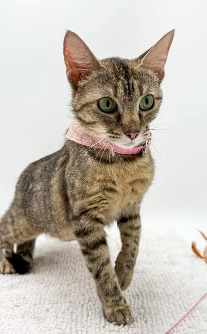 An adult small-sized female Domestic Short Hair cat named Layla for adoption in Bowling Green, KY