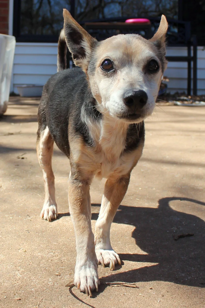 A senior small-sized male Tricolor (Brown, Black, & White) Parson Russell Terrier dog named Gary for adoption in Guthrie, OK