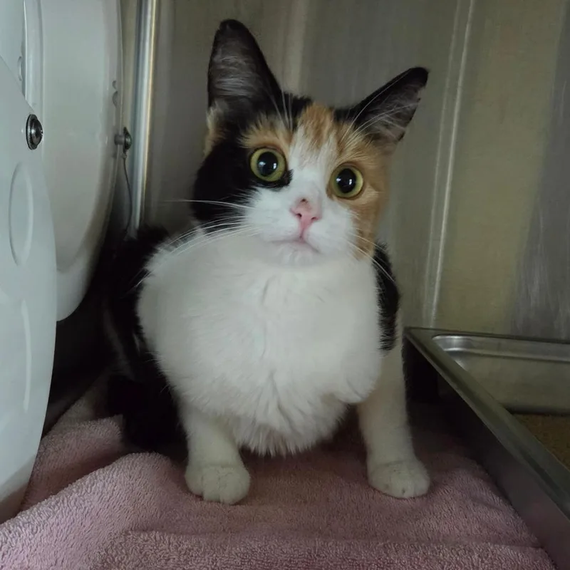 A young medium-sized female Calico Domestic Short Hair cat named Callie for adoption in Asheville, NC